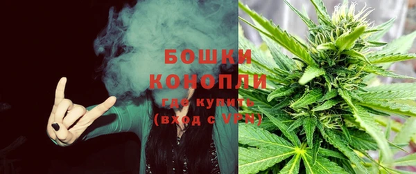 прущие грибы Аркадак