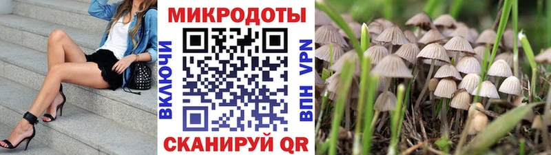 Псилоцибиновые грибы Psilocybine cubensis  Курган 